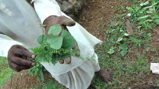 Pankaj Oudhias Healing Herbs Revitalization Of Pancreas And Diabetes Management-Cc6027D
