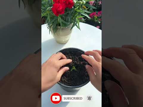 قلمه زنی حرفه ای اصولی و کاربردی گل رز