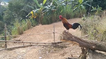 qaib zoo nkauj thiab qua zoo heev- npaj tos dib rau xyoo 2025