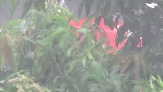 Hammering Heavy Rain - 1 Hour Rain Sounds