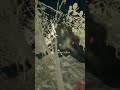 Great one wolf!! G1#23 :call of the wild #cotw #expansiveworlds #greatonegrind