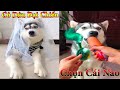 Thú Cưng TV | Dương KC Pets | Ngáo Và Ngơ #16 | chó thông minh vui nhộn | funny cute smart dog