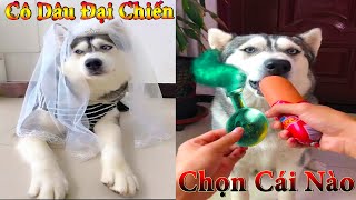Thú Cưng TV | Dương KC Pets | Ngáo Và Ngơ #16 | chó thông minh vui nhộn | funny cute smart dog