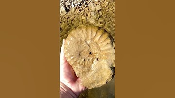 Complete AMMONITE FOSSIL discovered in a North Texas creek #fossilhunting #ammonites