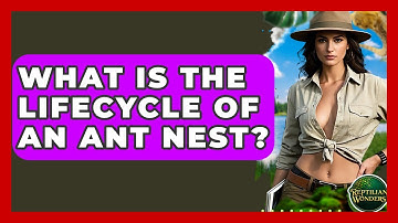 What Is The Lifecycle Of An Ant Nest? - Reptilian Wonders
