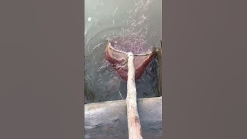 Bắt rươi làm nước mắm, quá nhiều luôn.