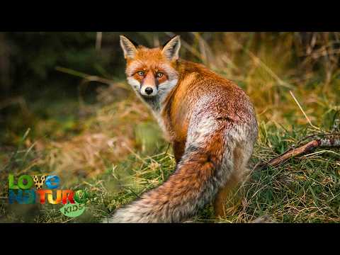 Where Wildlife Still Runs Free | Wild Wild East Full Season Marathon
