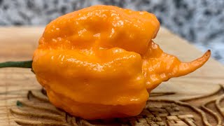 An Incredible Orange Moruga Scorpion From Monster Peppers Lets Go People