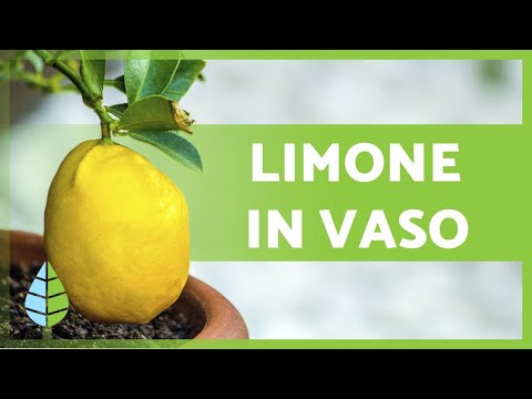 Come prendersi cura di un LIMONE in VASO 🍋🌳 Innaffiatura, substrato, potatura e molto altro!
