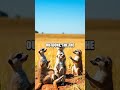 Entertaining Anarchy: Mischievous Mammals &amp; Amusing Anecdotes