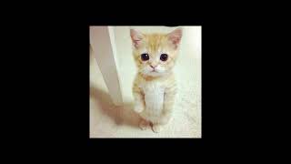 Hey Baby Uh Ah But The Song Ends When They Say Hey Baby Uh Ah