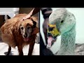 Reconstructive Surgery Gave These Animals a 2nd Chance