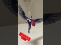【MARVEL】キャプテンアメリカ〔ファルコン〕が飛んでおります