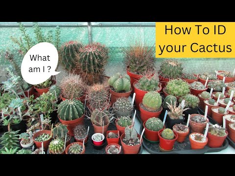 Videó: Cactus Longhorn Beetle Info: Szükséges-e a kaktusz hosszúszarvú bogarak ellenőrzése