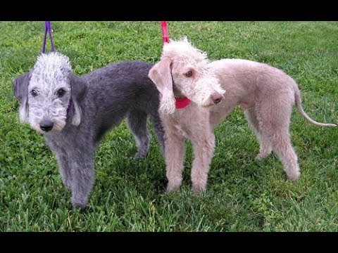Bedlington Terrier