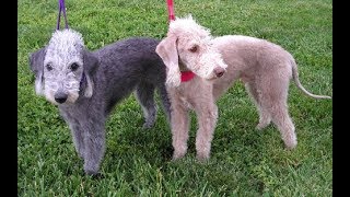 Bedlington Terrier by PetsLand 4,425 views 4 years ago 7 minutes, 35 seconds