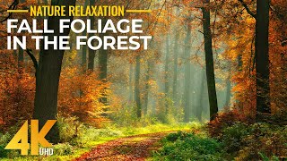 Autumn Walk into the Woods 4K UHD - Enchanting Forest Scenery, Fall Foliage Colors & Nature Sounds