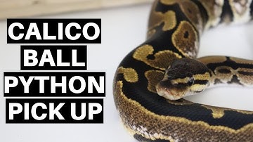 NEW Calico Ball Python Pick Up - Benjamin