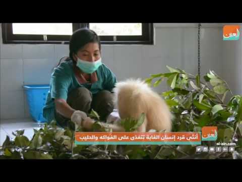 إندونيسيا قرد إنسان الغاب مهدد بالانقراض