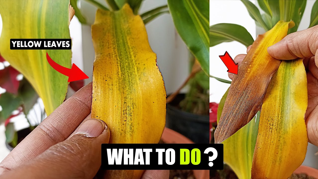 Corn Plant Leaves Turning Yellow In Winter YouTube corn-plant-leaves-turning-yellow-in-winter-youtube