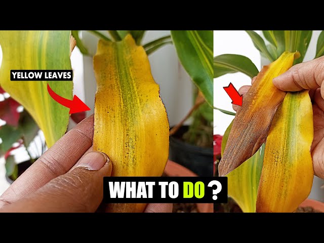 Corn plant leaves turning yellow in winter - YouTube