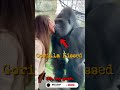 Silverback Gets Distracted | Female Gorilla Reacts 😳🦍 #Shorts