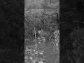 olha o tamanho dessa manada de catitu #natureza #natureza #cameradetrilha #aves #naturezasurpreenden