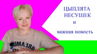 цыплята несушек |Важная новость