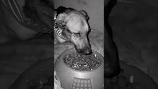 Тбилиси 🇬🇪 Сакартвело 💌 Грузия Приют Тамаза Элизбарашвили 🐕💌🍀🙏