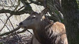 👉️(•◡•)👉️Movie from Nature reserve Oostvaardersplassen in The Netherlands 2023👈(•◡•)👈