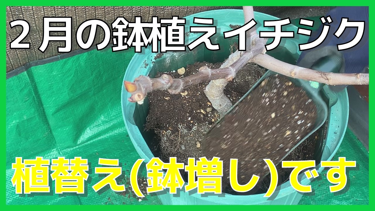 【イチジク】2月 の鉢植えイチジク、植え替え (鉢増し)をしました。