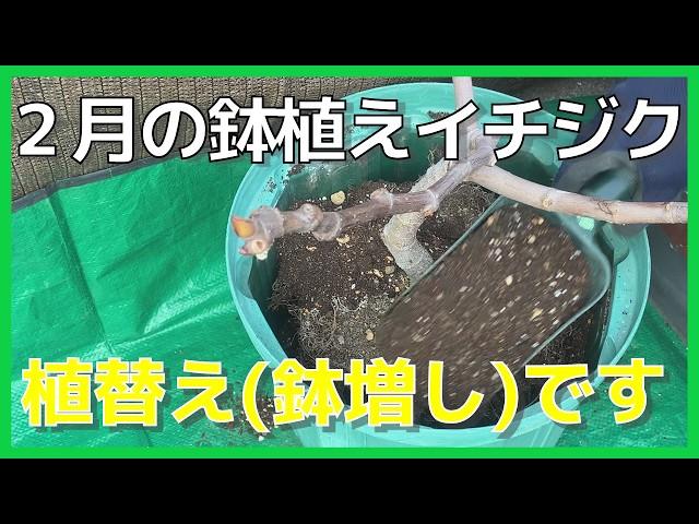 イチジク】2月 の鉢植えイチジク、植え替え (鉢増し)をしました