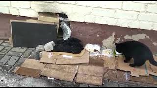 Two cats hides in the basement after eating. #cats #Stray by City cats short 990 126 views 1 year ago 1 minute, 45 seconds