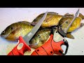 3 Ways to Fillet a Bluegill That Every Panfish Angler Should Know!