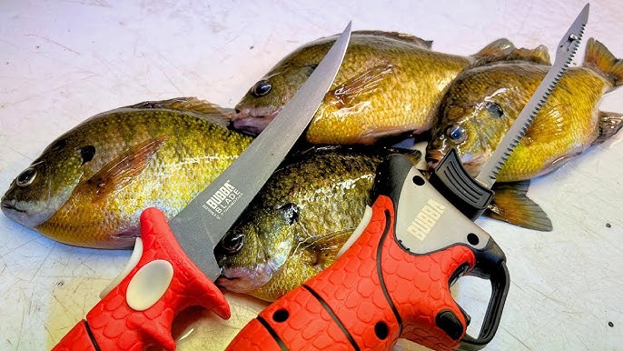 Catch and Release More Bluegills With Circle Hooks (you will never