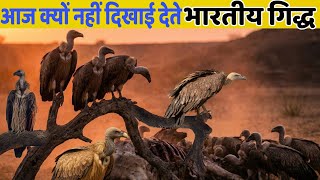 भारत की धरती से गिद्धों के अंत का दर्दनाक सच | Amazing Facts About Indian Vultures Ending 