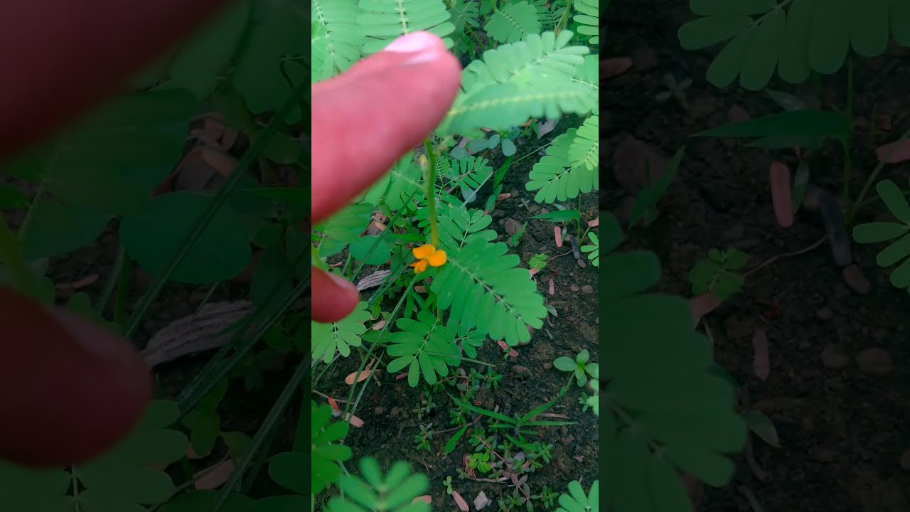 Dhaincha🌱Plant Flowers (Sesbania bispinosa) .