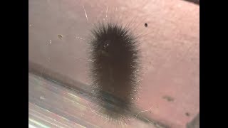 Hyperfun Dancing Bug