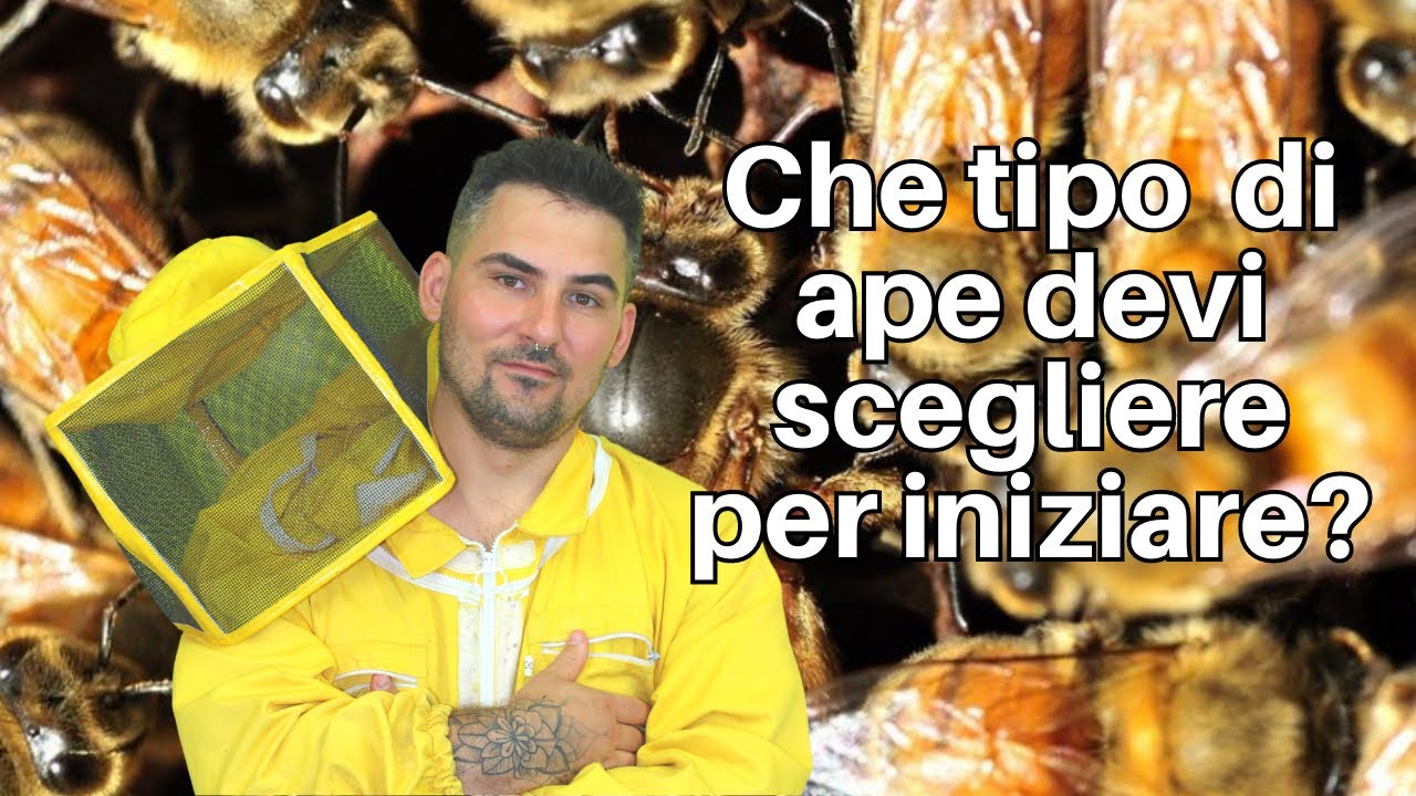 Apicoltura Top Bar: Che tipo di api devi scegliere? - YouTube