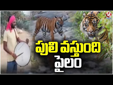 Tiger Spotted Roaming At Krishnapalli Village Near Krishnapally Village | Komarambheem Asifaba | V6 - V6NEWSTELUGU