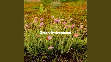 Scintillating Social Options