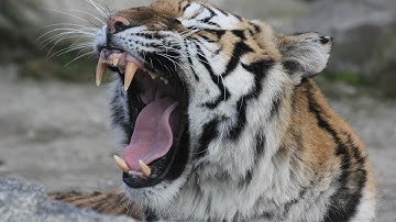 When Animals Attack Tiger vs Giant Anaconda - Python vs Snake, Jaguar vs Anaconda