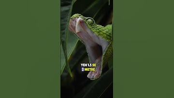 Green Tree Python 🐍 #greentreepython #facts #shorts #viralshort #shortsfeed #shortsyoutube #new