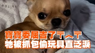 寶寶委屈吉了〒︿〒牠被抓包偷玩具泛淚裝可憐｜寵物動物｜吉娃娃｜精選影片