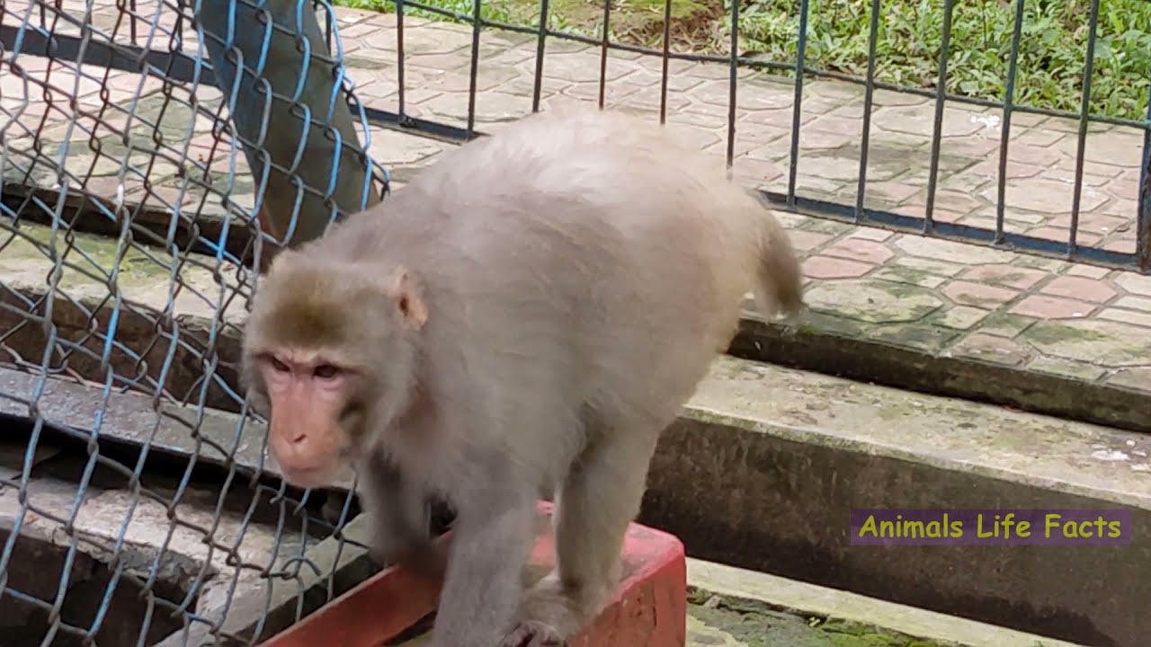 Monkey need food!! Hungry Monkey?