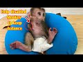 Tools to help balance the hand-amputated baby monkey | Monkey KiKi