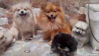 #Pomeraniasboys & #Pomeraniasgirls con mama y papa