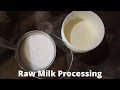From Cow to Fridge- WHAT to do with all the milk and HOW I process it from the cow to the fridge