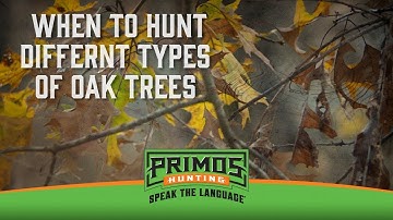 How to Hunt Oak Trees for Deer