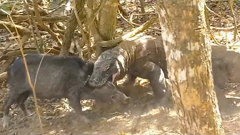 Poor pig being is done even if he gets away with he won't